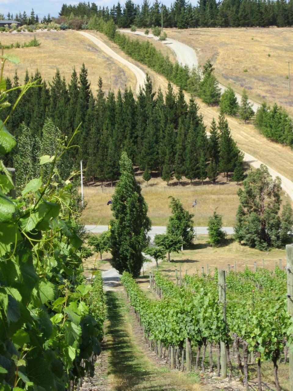 Hawkdun Rise Vineyard & Accommodation Alexandra Eksteriør bilde